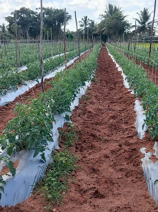 ರಾಜಪ್ಪ, ಅಂಬಳೆ: ಟೊಮೆಟೊ