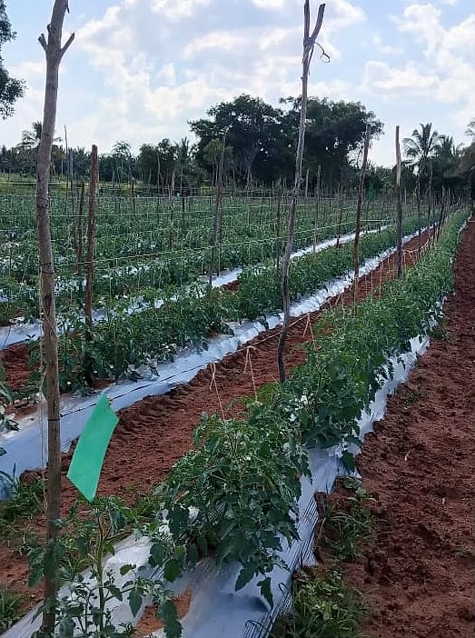 ರಾಜಪ್ಪ ಅವರ ಟೊಮೆಟೊ ಹೊಲ, ಅಂಬಳೆ