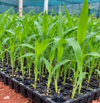 ಮೆಕ್ಕೆಜೋಳ